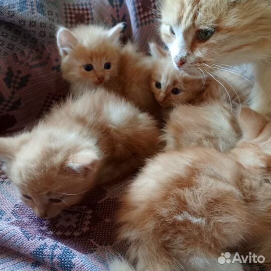 Рыжие котята