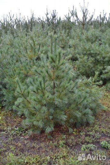 Сосна веймутова Pinus strobus