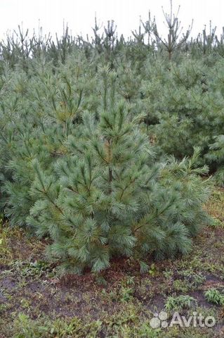 Сосна веймутова Pinus strobus