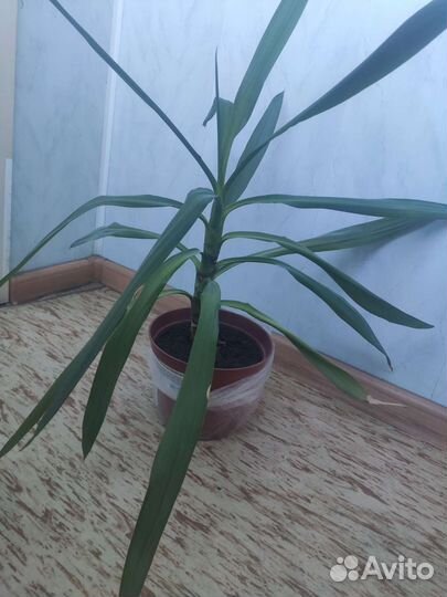 Юкка слоновая