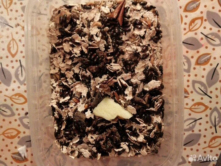 Жуки знахари с личинками