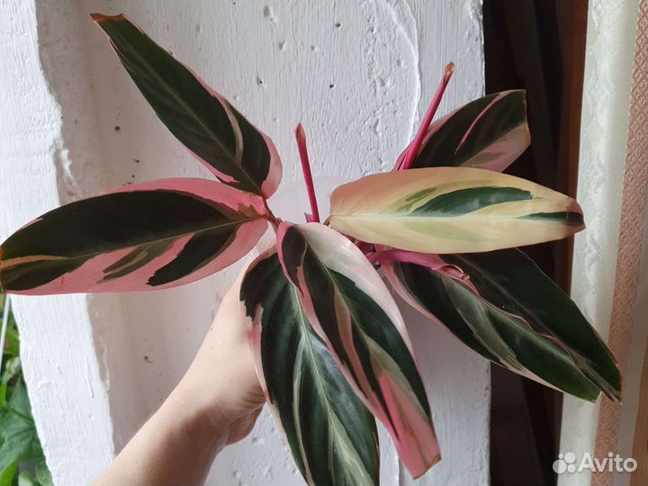 Комнатные цветы