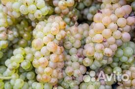 Виноград на вино и чачу