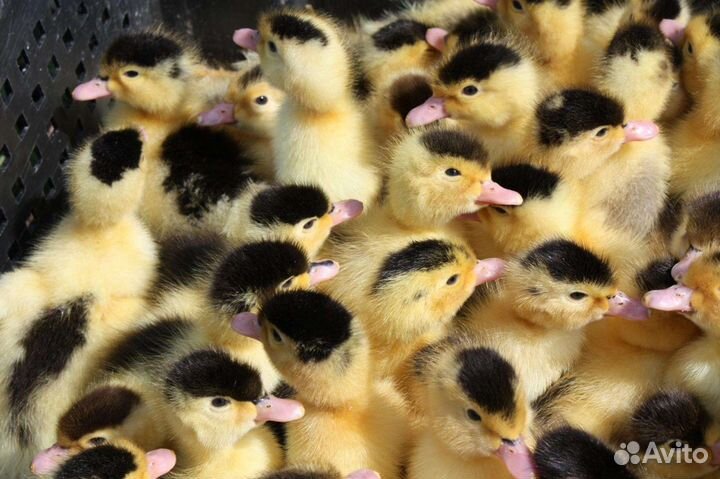 Французский королевский мулард 1-3 недельные