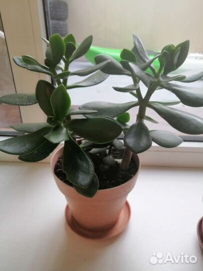 Толстянка(денежное дерево)