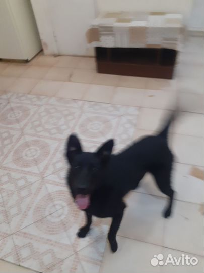 Отдам в добрые руки