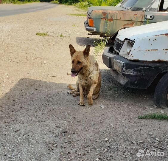 В добрые рукищенки метисы немецкой овчарки