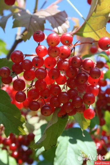 Калина красная