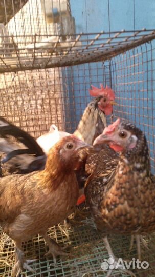 Петухи и курицы корольки