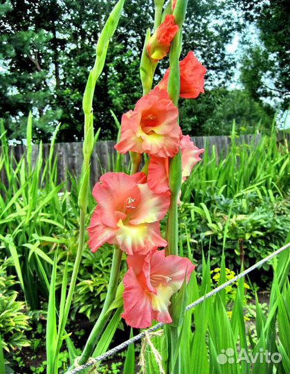 Продаются цветы гладиолусов