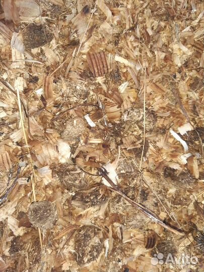 Конский навоз в мешках и перегнившие опилки