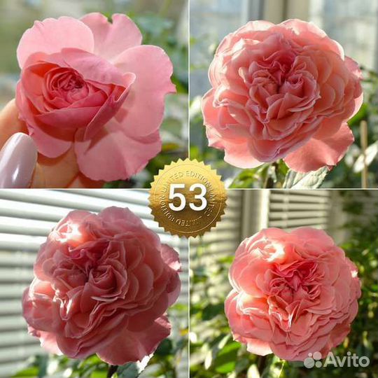 Укорененные черенки комнатных роз