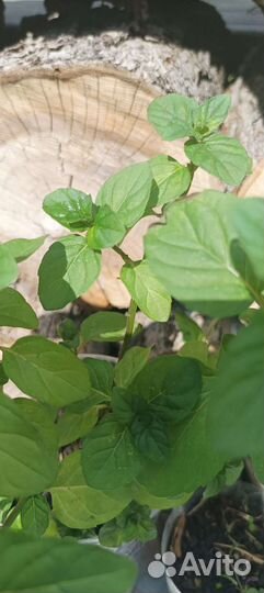 Мята апельсин