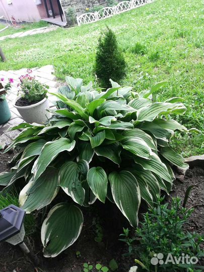 Хоста, папоротник, фалярис, астра