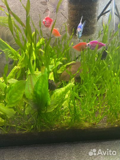 Аквариумное растение