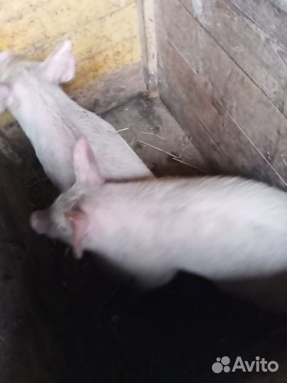 Молочные поросята