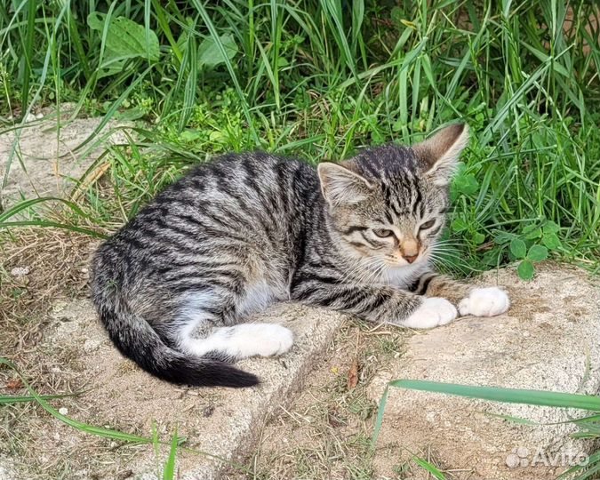 Кошка и котик