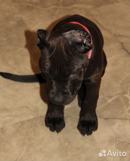 Прайтер питбуль