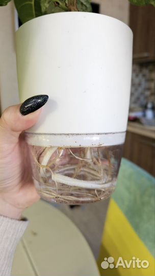 Фикус нью клон