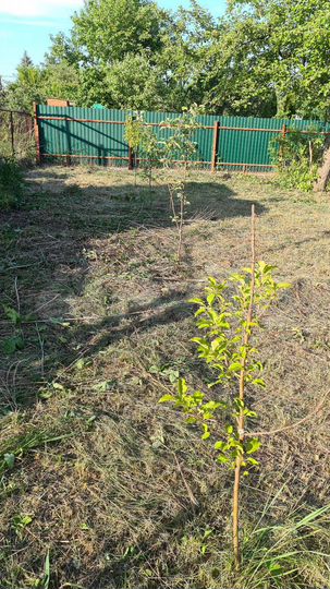 Дача 50 м² на участке 6 сот.