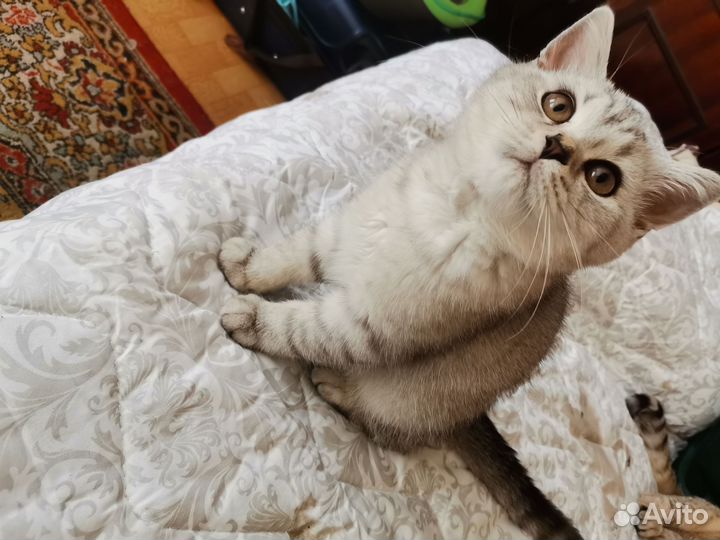 Британские котята, серебристая шиншилла