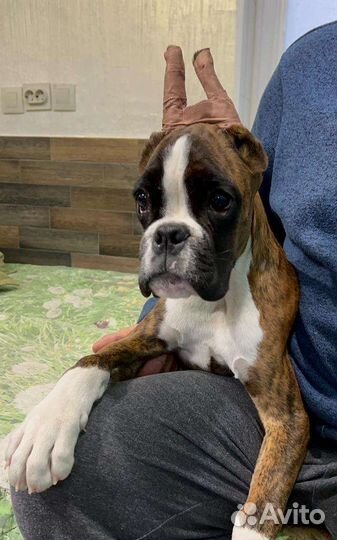 Щенок боксер девочка