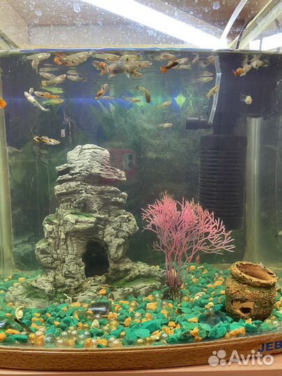 Аквариум