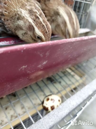 Перепела продажа