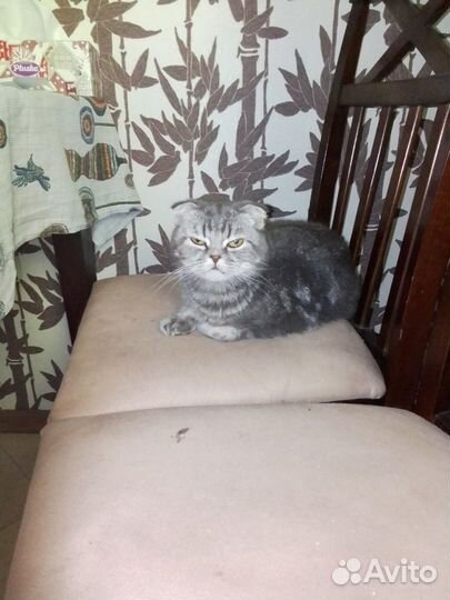 Кошка ищет дом