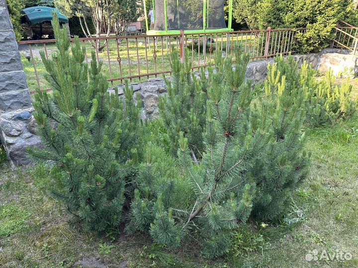 Сосна горная