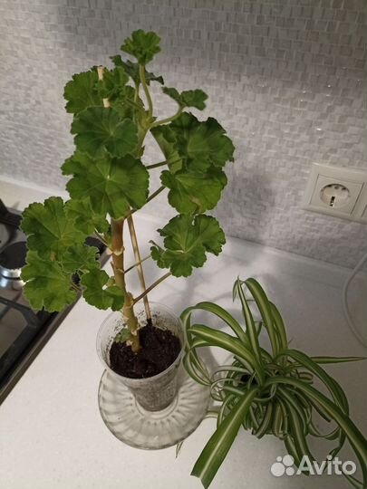 Пеларгония Pac Viva Rosita(Пак вива Розита)