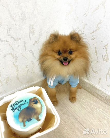 Немецкий шпиц мини вязка