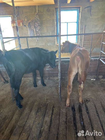 Корова Телята