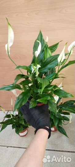 Спатифиллум