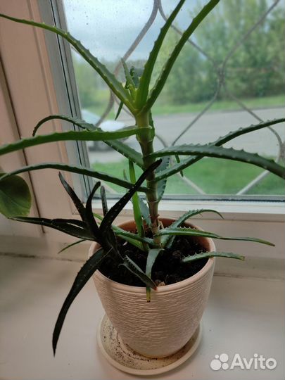 Комнатные растения