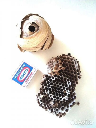 Гнездо ос или шершней