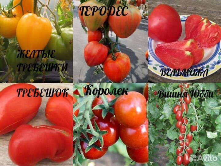 Семена коллекционных сорт. томатов. Вкусная цена