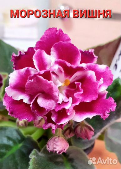 Сортовые фиалки