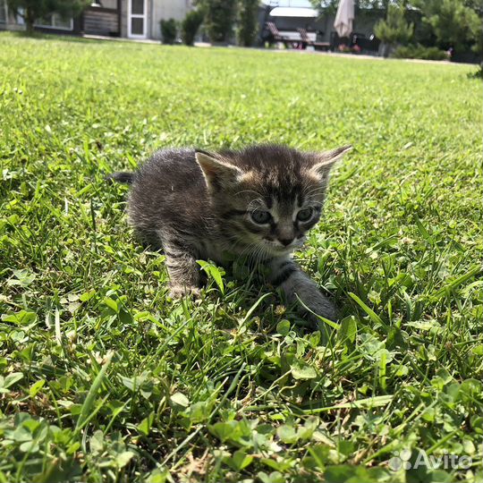Отдам с доставкой на дом в хорошие руки котят