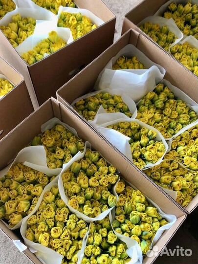 Тюльпаны к 8 марта оптом