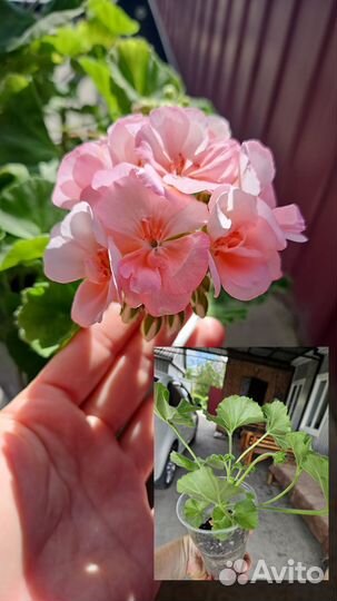 Пеларгония герань