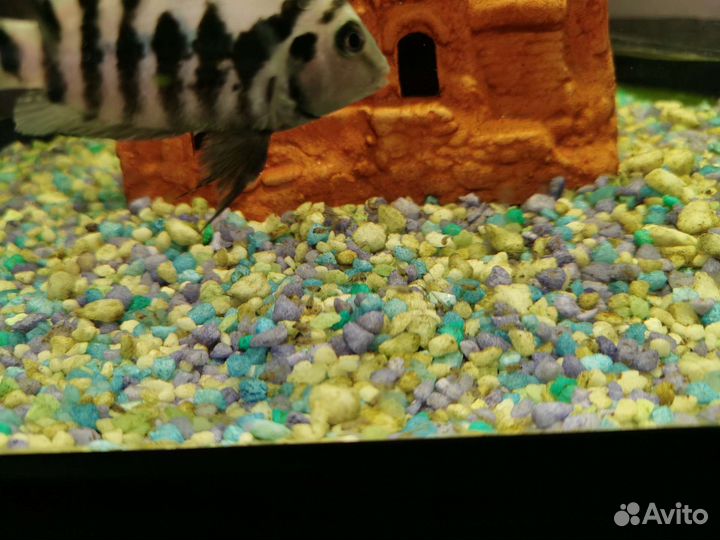 Аквариум угловой с тумбой