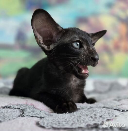 Ориентальные котята