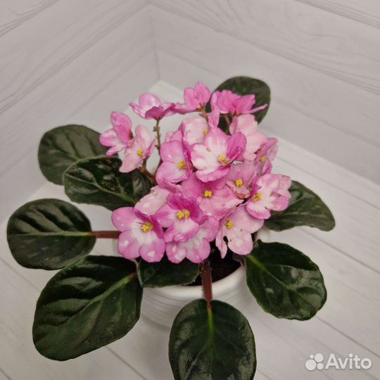 Фиалка Rivermist детки, листы