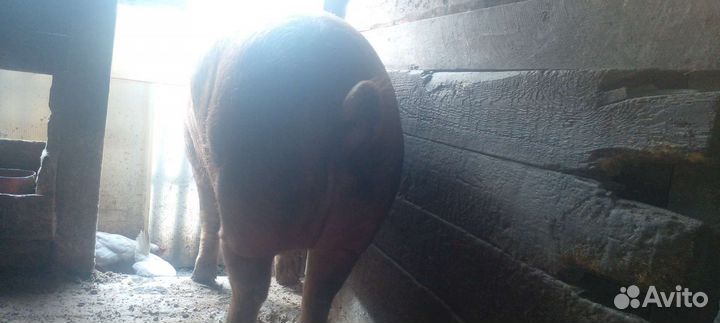 Свинка (дюрок)