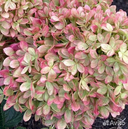 Гортензия Little Love