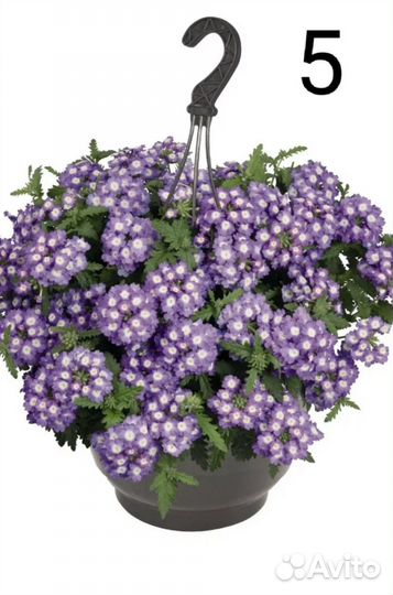 Вербена ампельная