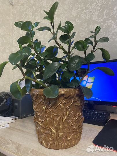 Кашпо горшок для цветов