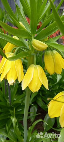 Цветы. Рябчик Императорский