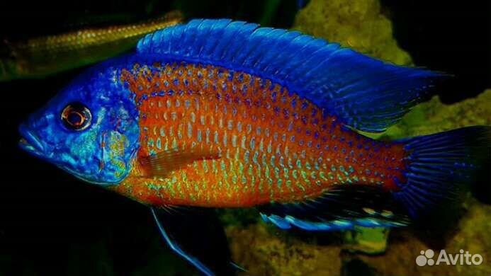 Цихлиды малави, аквариумные рыбки